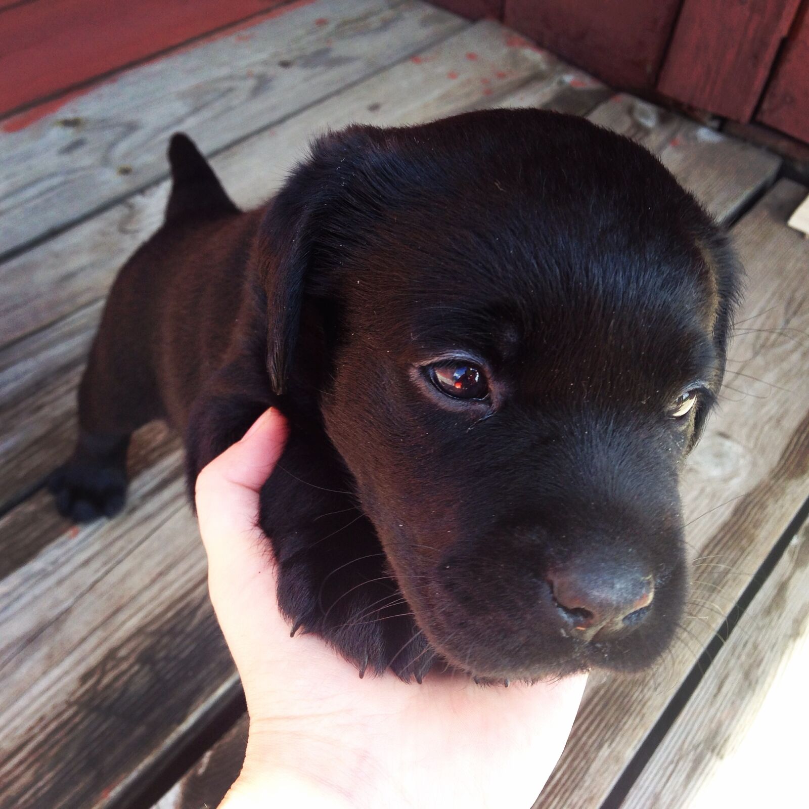 iPhone 5 back camera 4.12mm f/2.4 sample photo. Labrador, puppy, black puppy photography