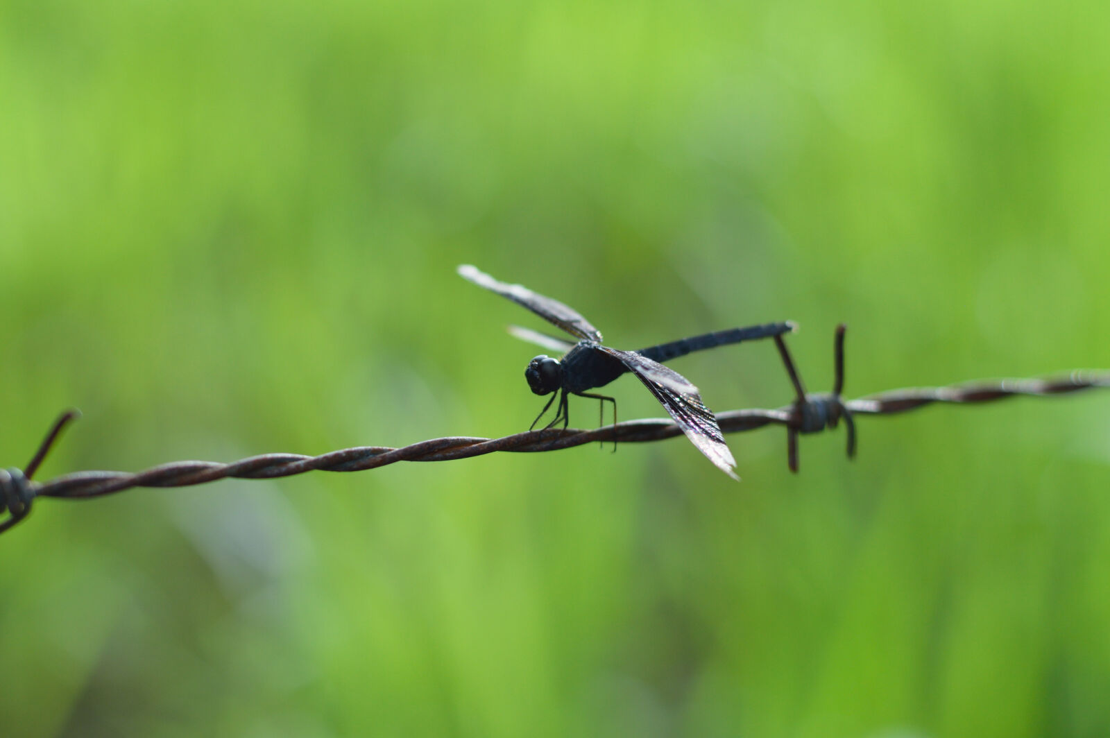 Nikon D3200 sample photo. Barbed, wire, detail, dragonfly photography