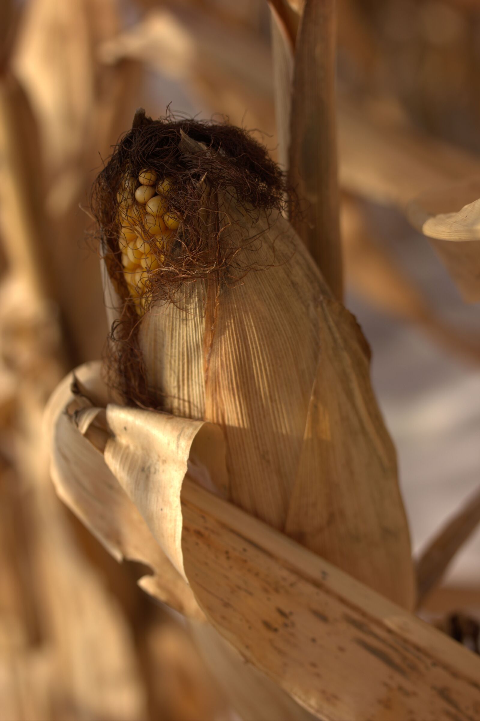 Canon EOS 550D (EOS Rebel T2i / EOS Kiss X4) sample photo. Corn, field, husk photography
