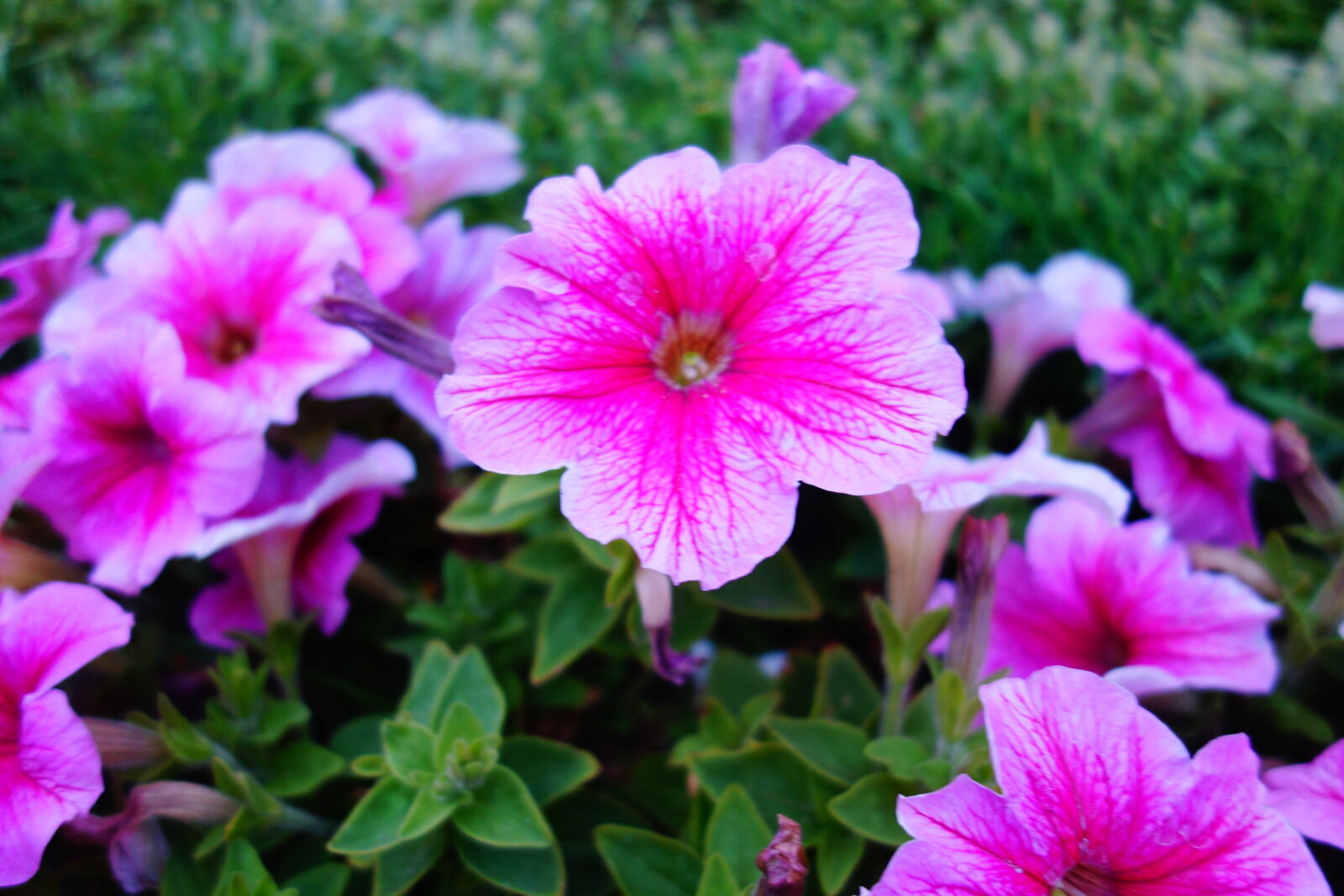 Sony Cyber-shot DSC-RX100 sample photo. Beautiful, flowers, bed, of photography