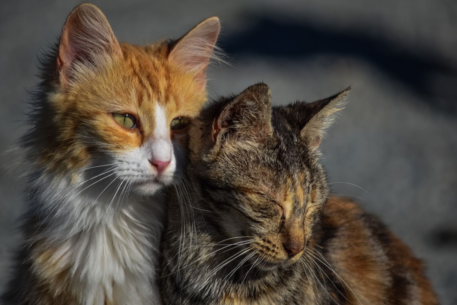 Nikon D3300 sample photo. Cat, stray, friends photography