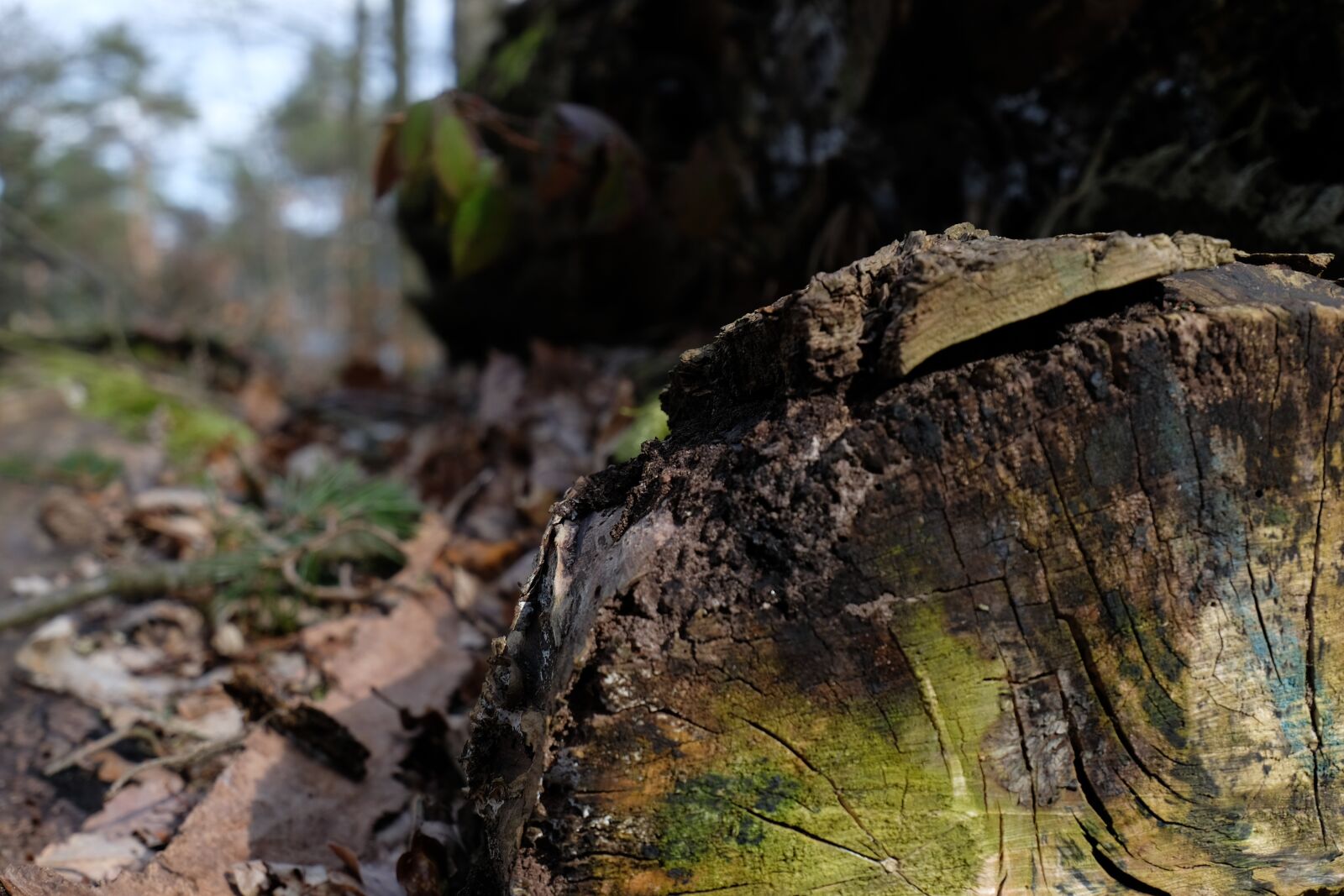 Fujifilm X-T20 sample photo. Mechernich, forest, wood photography