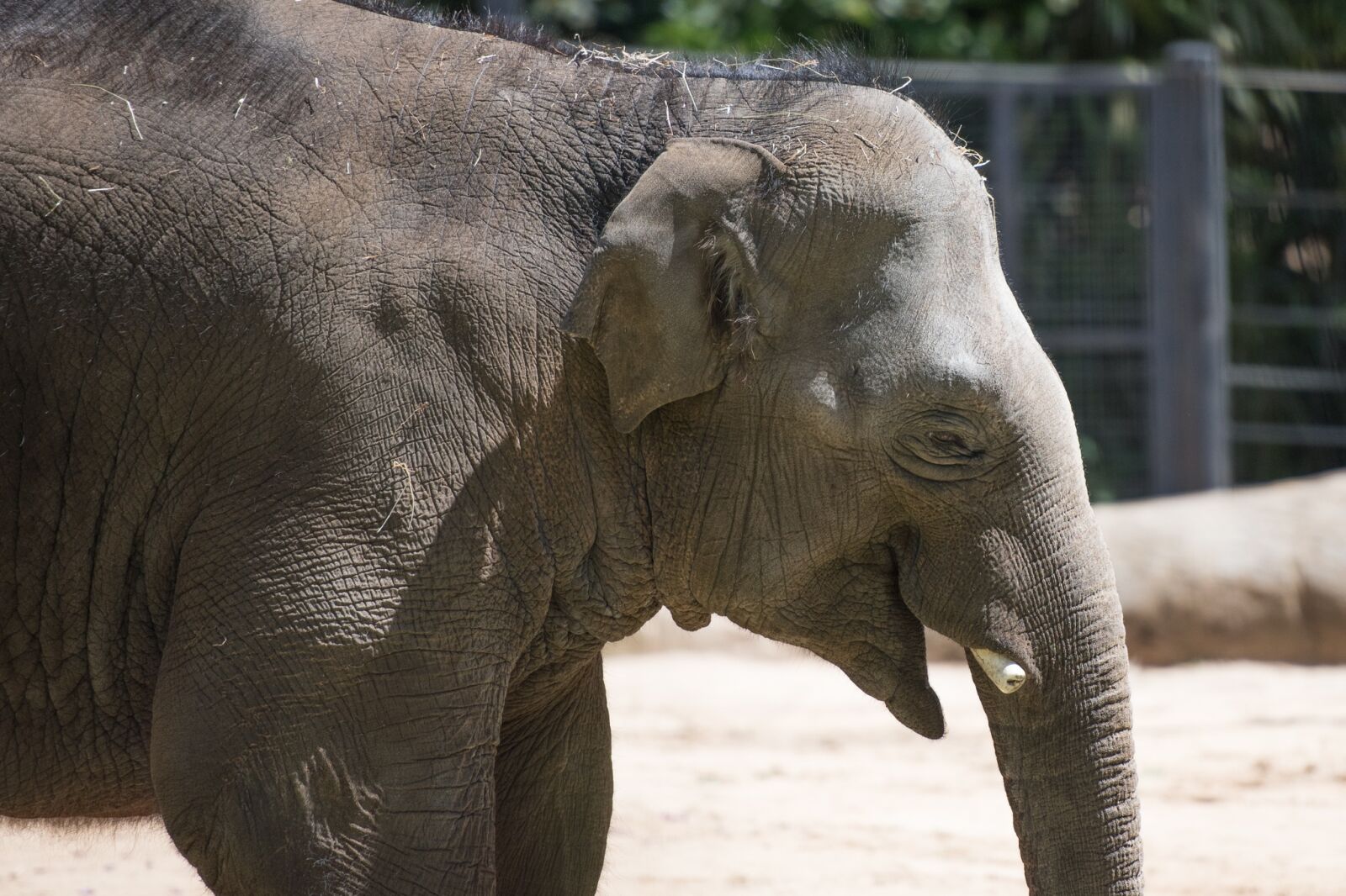 Nikon D750 sample photo. Elephant, mammal, wildlife photography