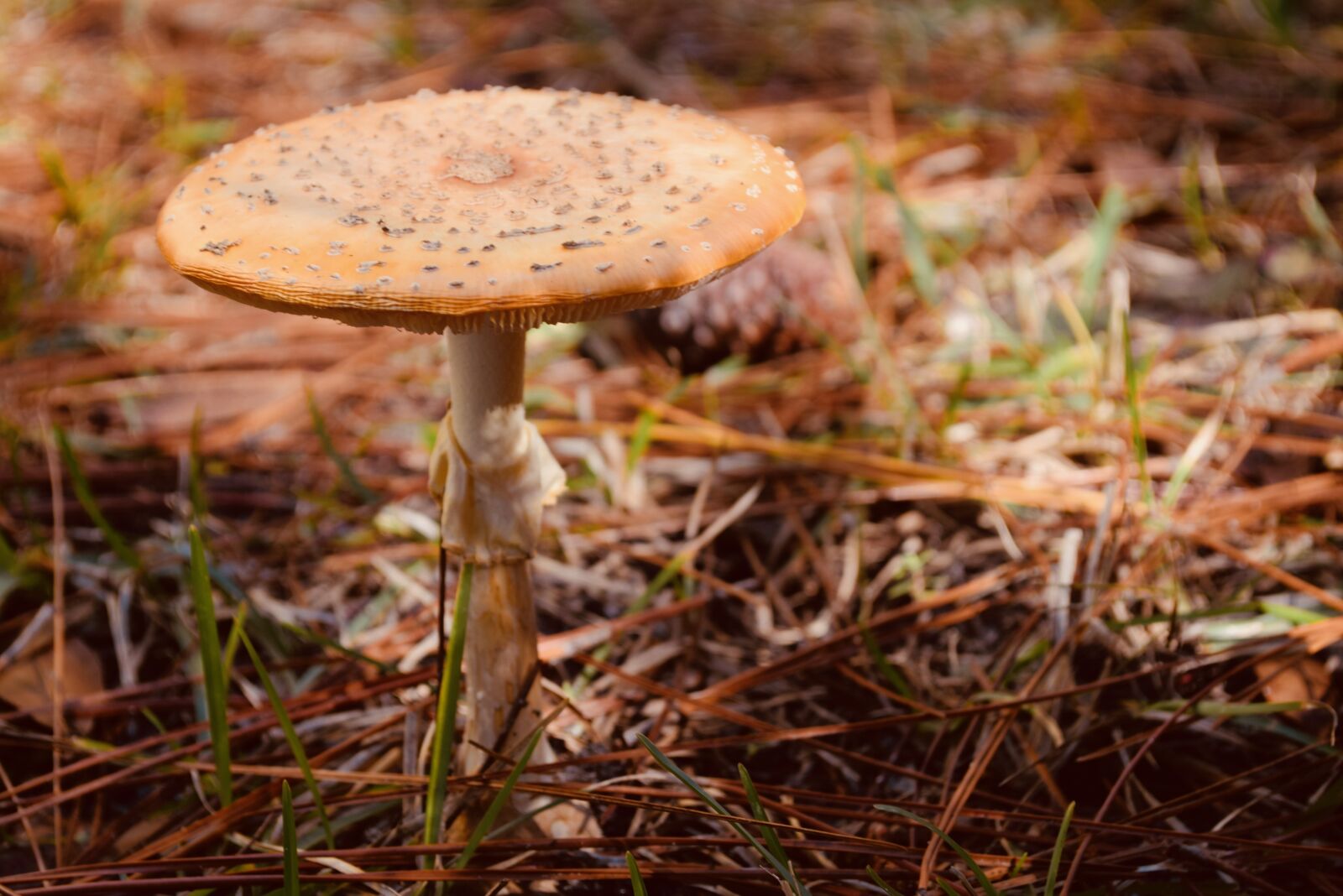 Nikon D5300 sample photo. Nature, fungus, mushroom photography