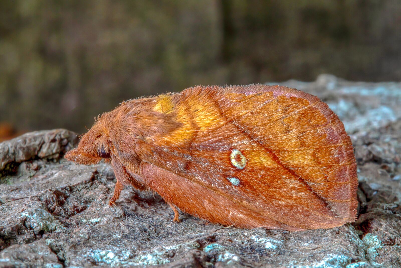 Canon EOS 500D (EOS Rebel T1i / EOS Kiss X3) sample photo. Moth, the-drinker, insect photography