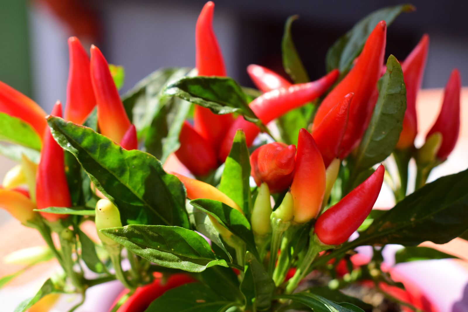 Nikon D5300 sample photo. Chili, red, food photography