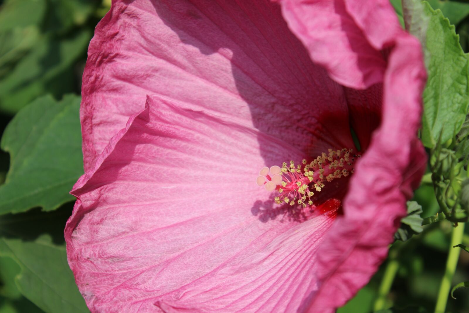 Canon EOS 600D (Rebel EOS T3i / EOS Kiss X5) sample photo. Flower, summer, summer flower photography