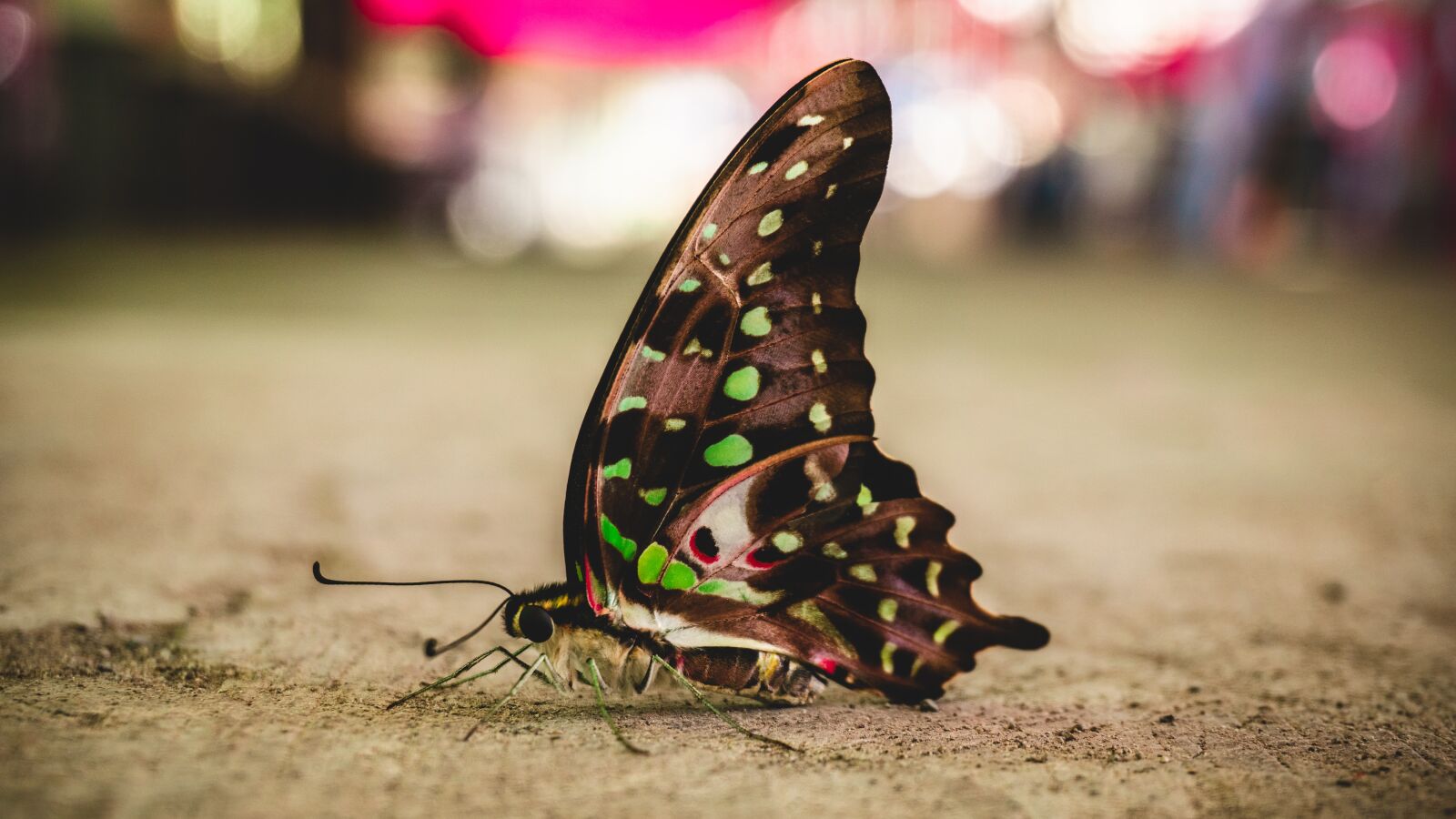 Sony a6000 sample photo. Butterfly, street, insect photography