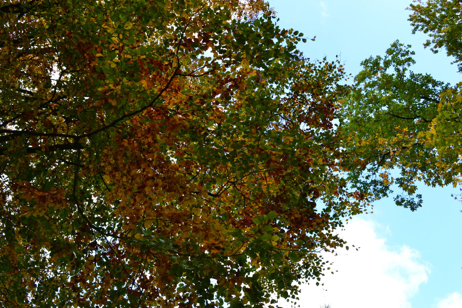 Nikon D3100 sample photo. Autumn, autumn, leaf, autumn photography