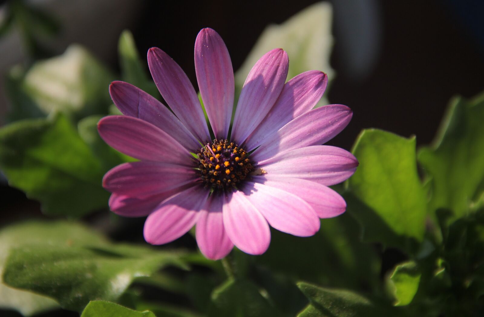 Canon EOS 550D (EOS Rebel T2i / EOS Kiss X4) sample photo. Zaharada, green, flower photography