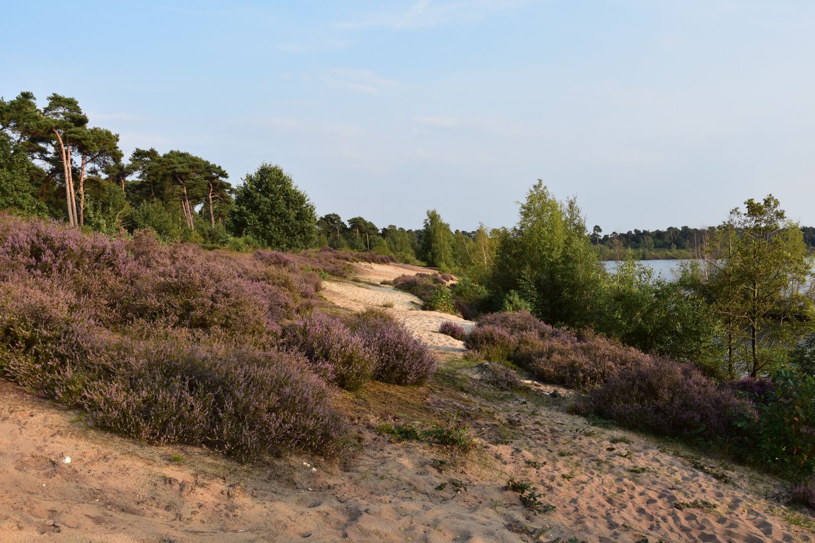 Nikon D3400 sample photo. Maasduinen, nature reserve, heathland photography