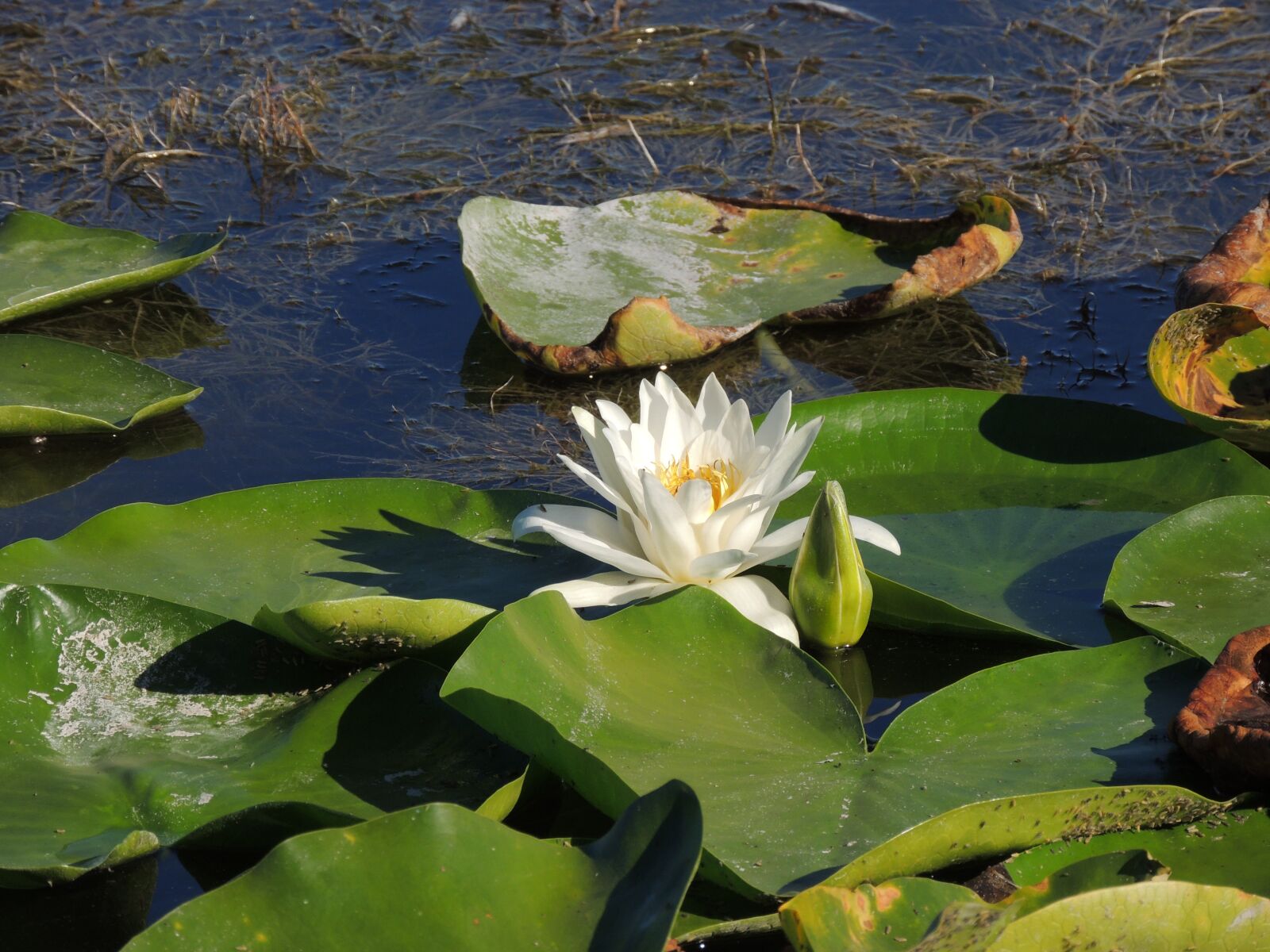 Nikon Coolpix P510 sample photo. Lotus, lily, water lily photography