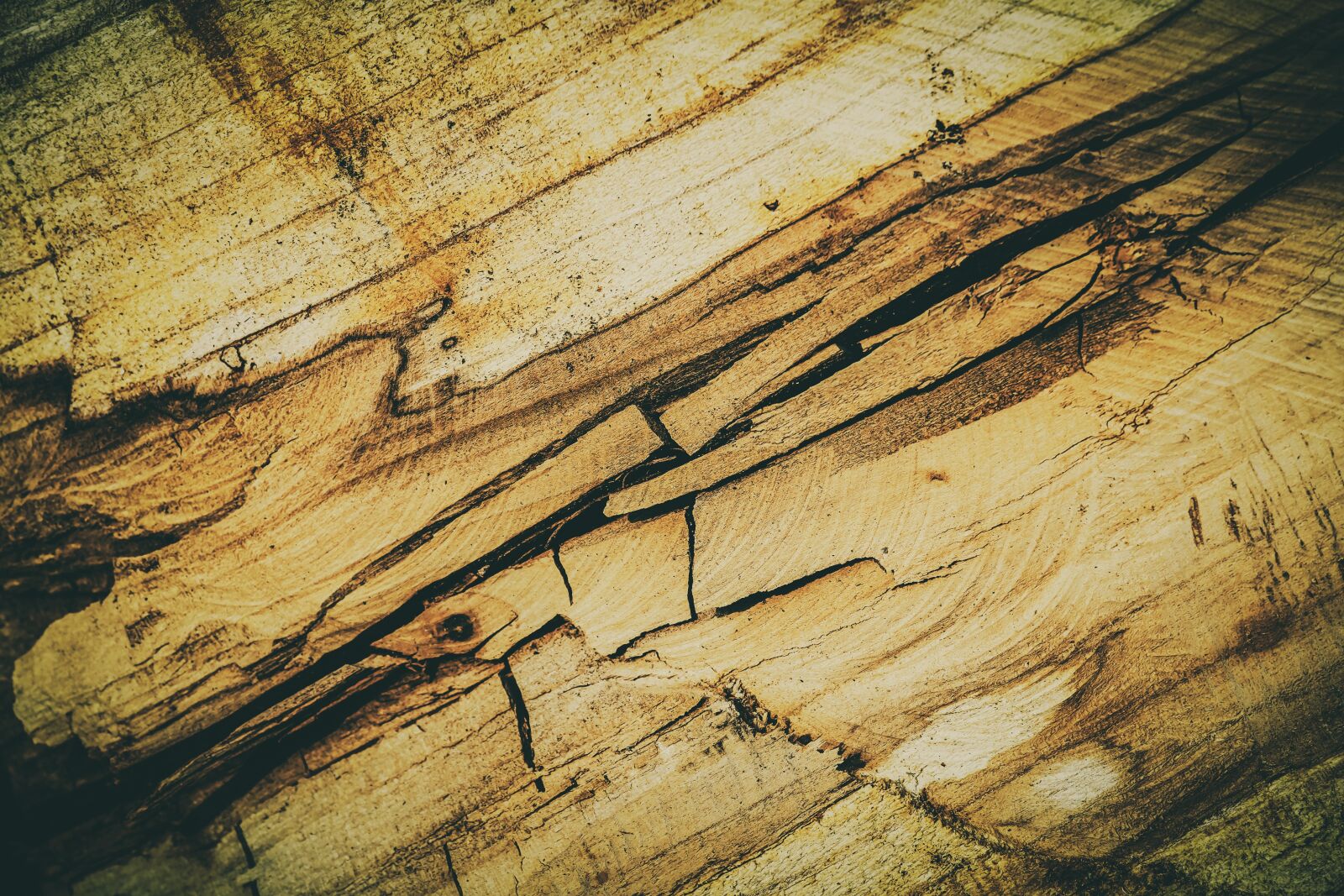 Fujifilm XF 55-200mm F3.5-4.8 R LM OIS sample photo. Wood, tree, apple tree photography