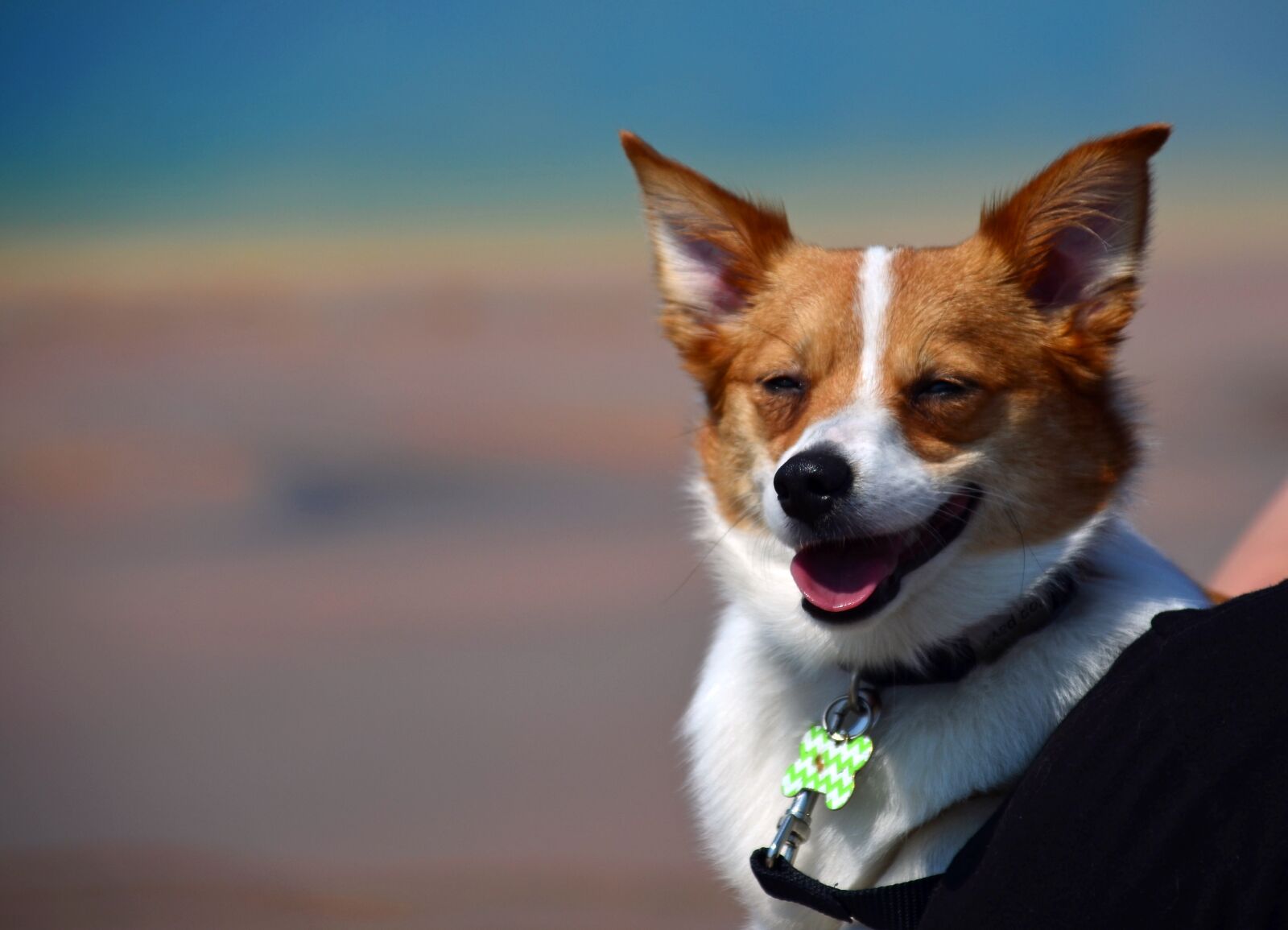Nikon D5100 sample photo. Dog, cute, sweet photography