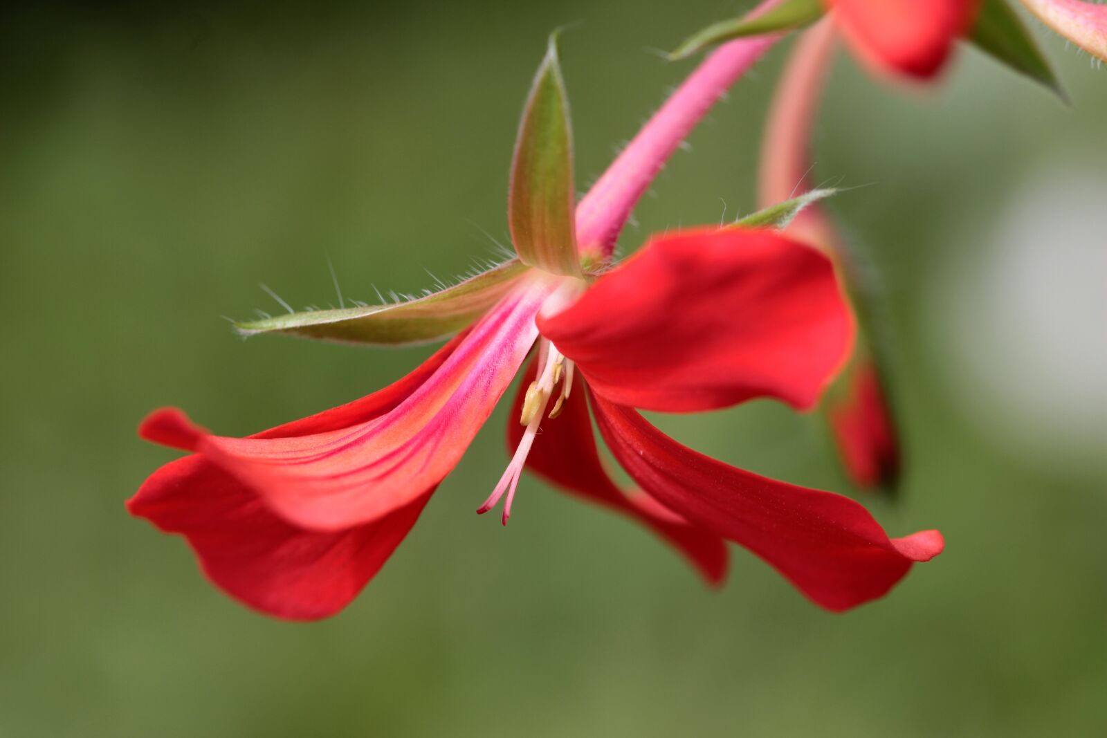Canon EOS 650D (EOS Rebel T4i / EOS Kiss X6i) sample photo. Geranium, pelargoniums, blossom photography