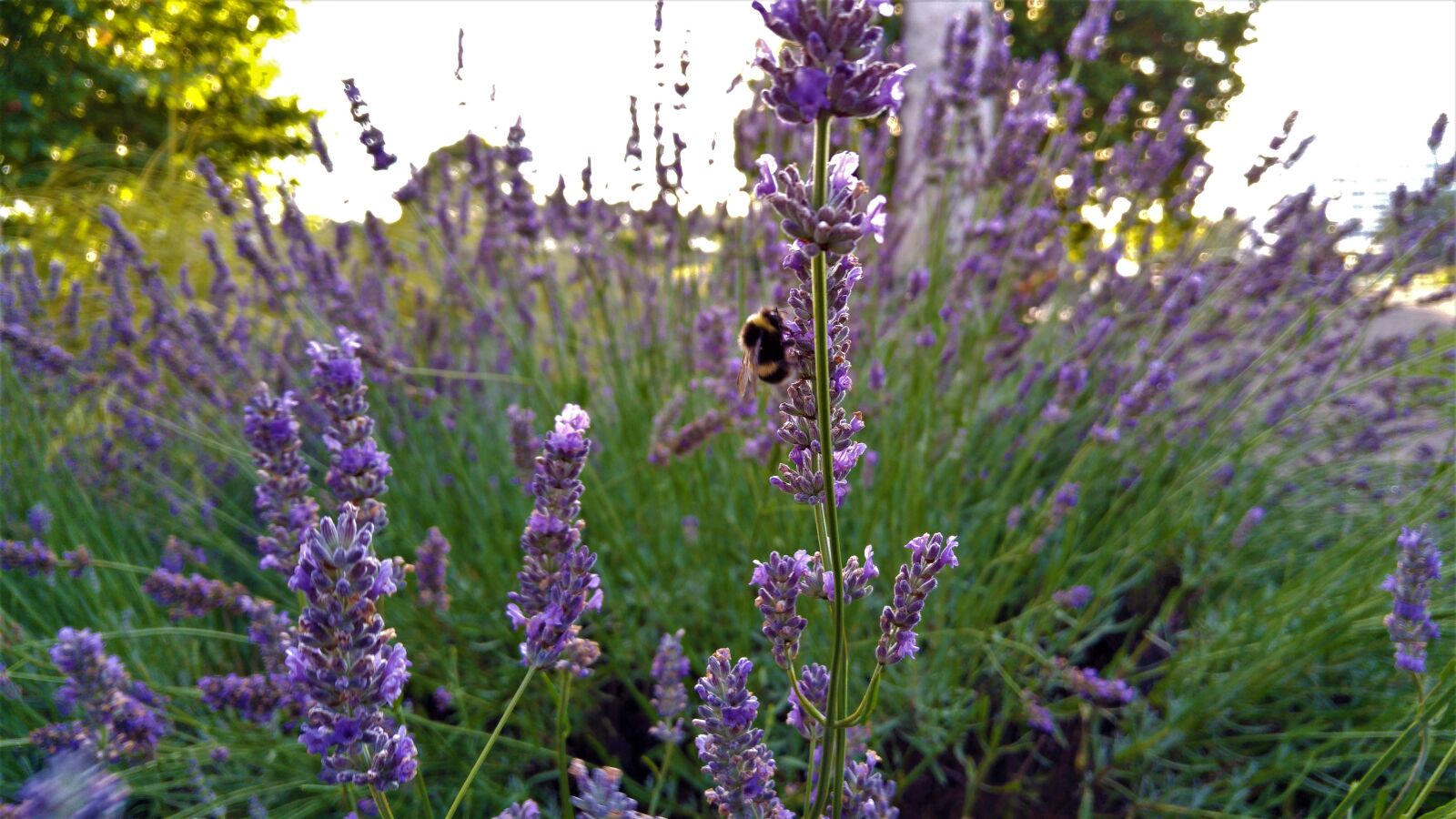 LG G4 sample photo. Bee, lavender, nature photography
