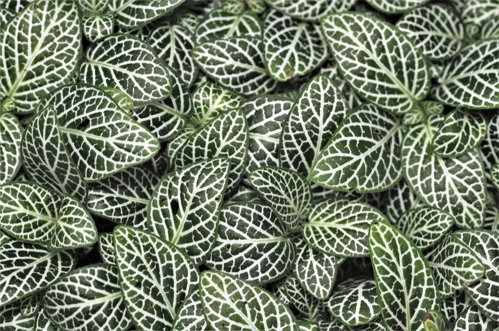 Nikon D300 sample photo. Leaves, plant, green photography