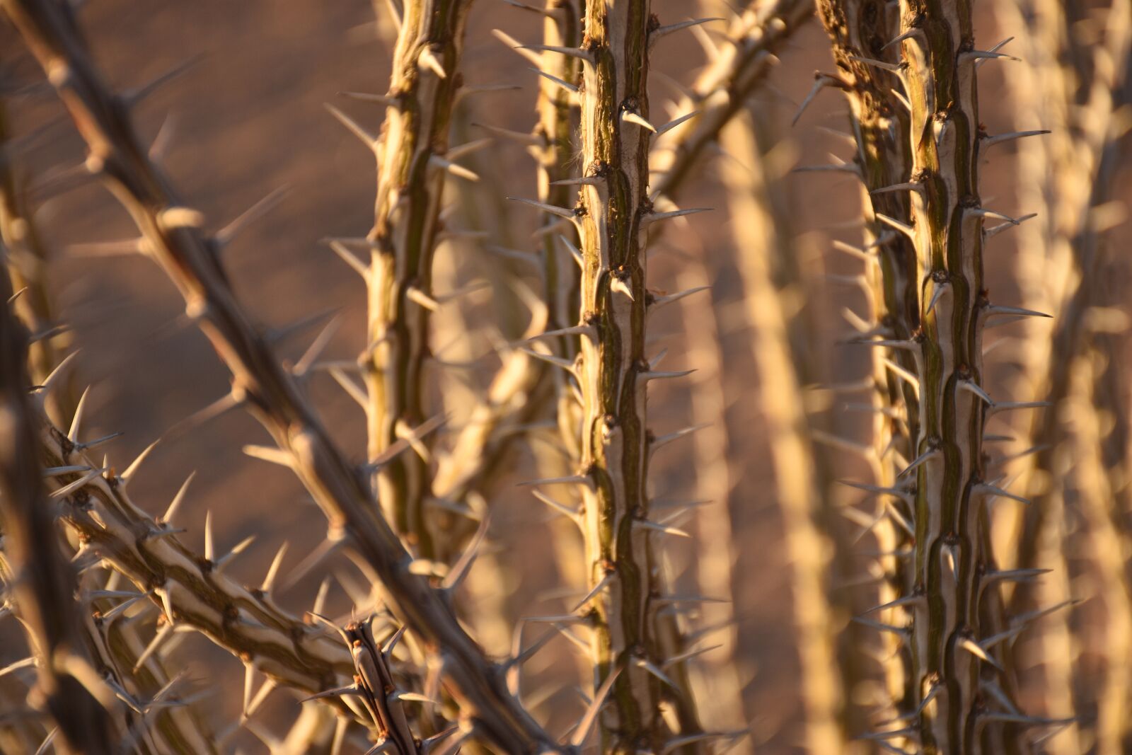 Nikon D7200 sample photo. Desert, plants, ocotillo photography