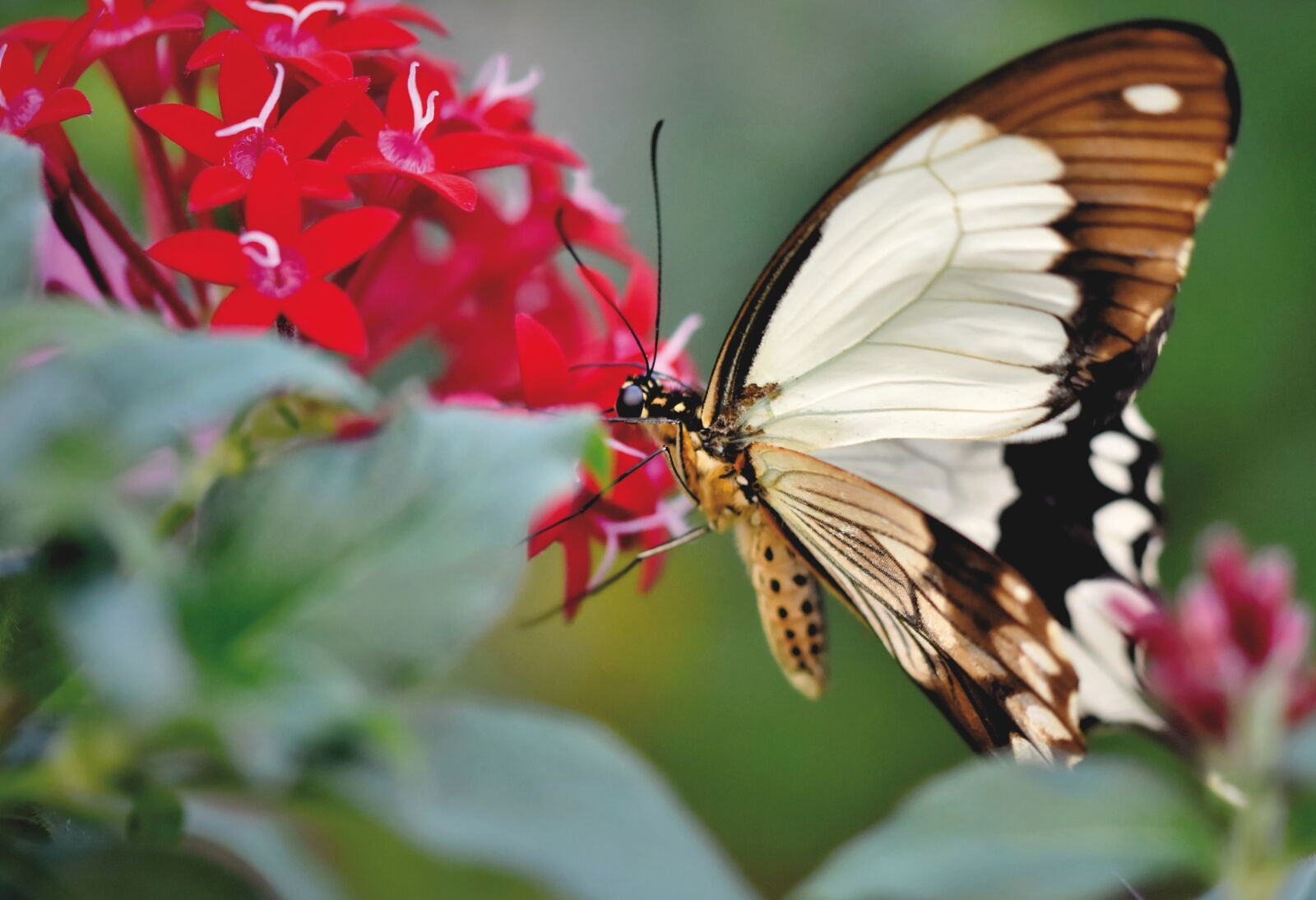 Nikon D7200 sample photo. Butterfly, tropical butterfly, exotic photography