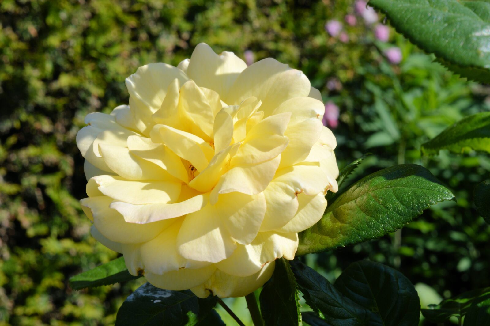 Nikon D3200 sample photo. Rose, yellow photography