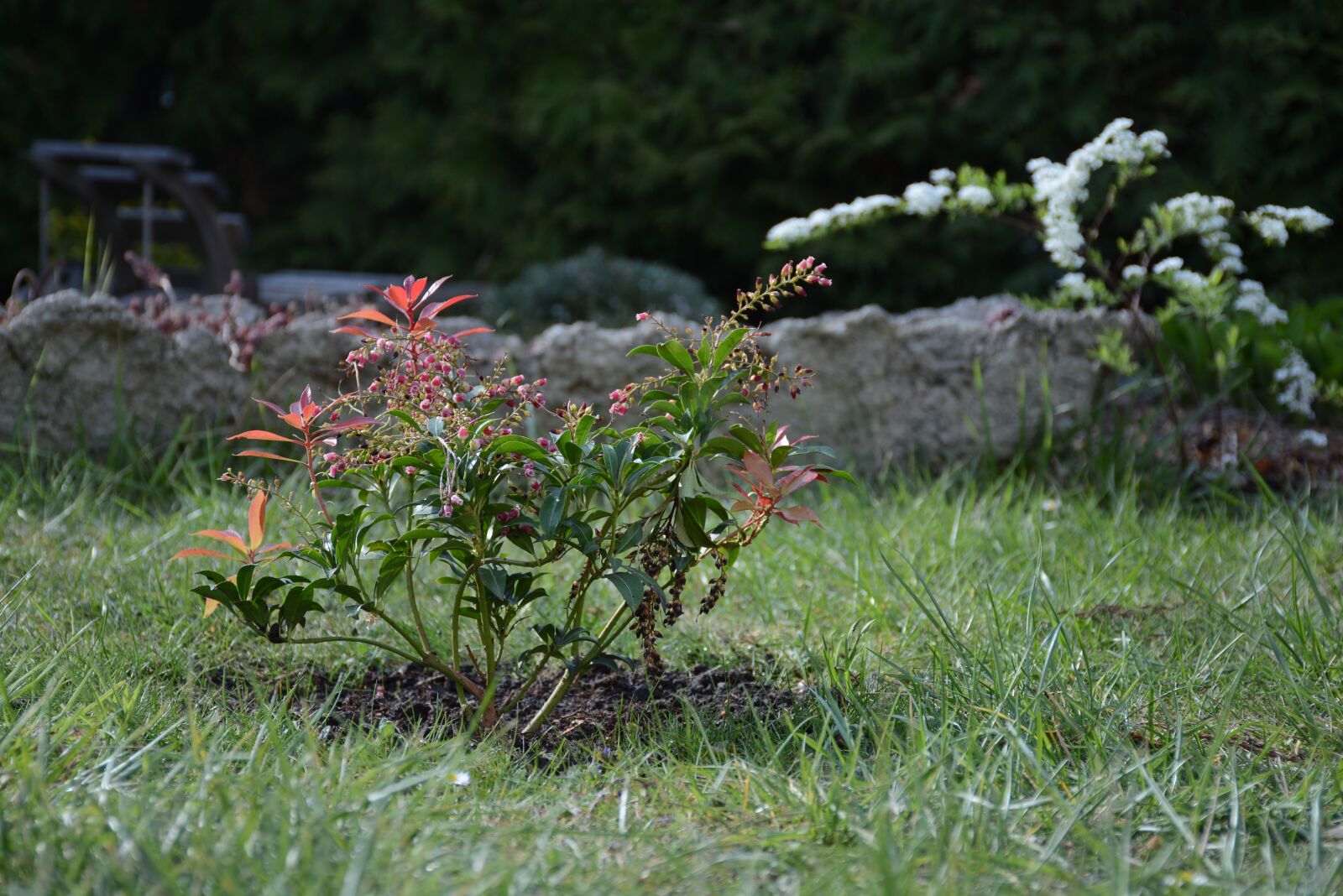 Nikon D7100 sample photo. Bush, flower, plant photography