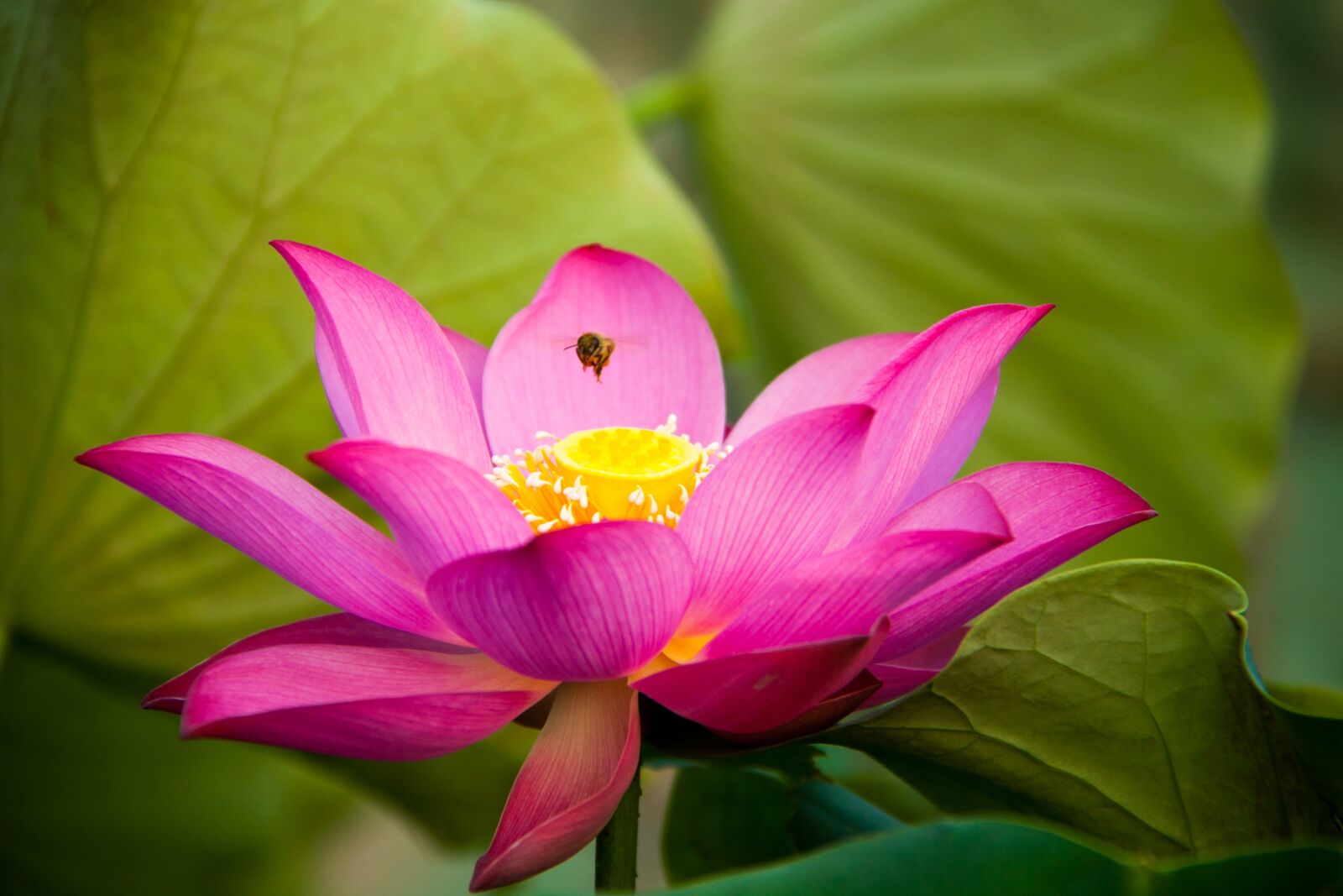 Canon EOS 50D + Canon EF-S 18-200mm F3.5-5.6 IS sample photo. Lotus, flora, flower photography