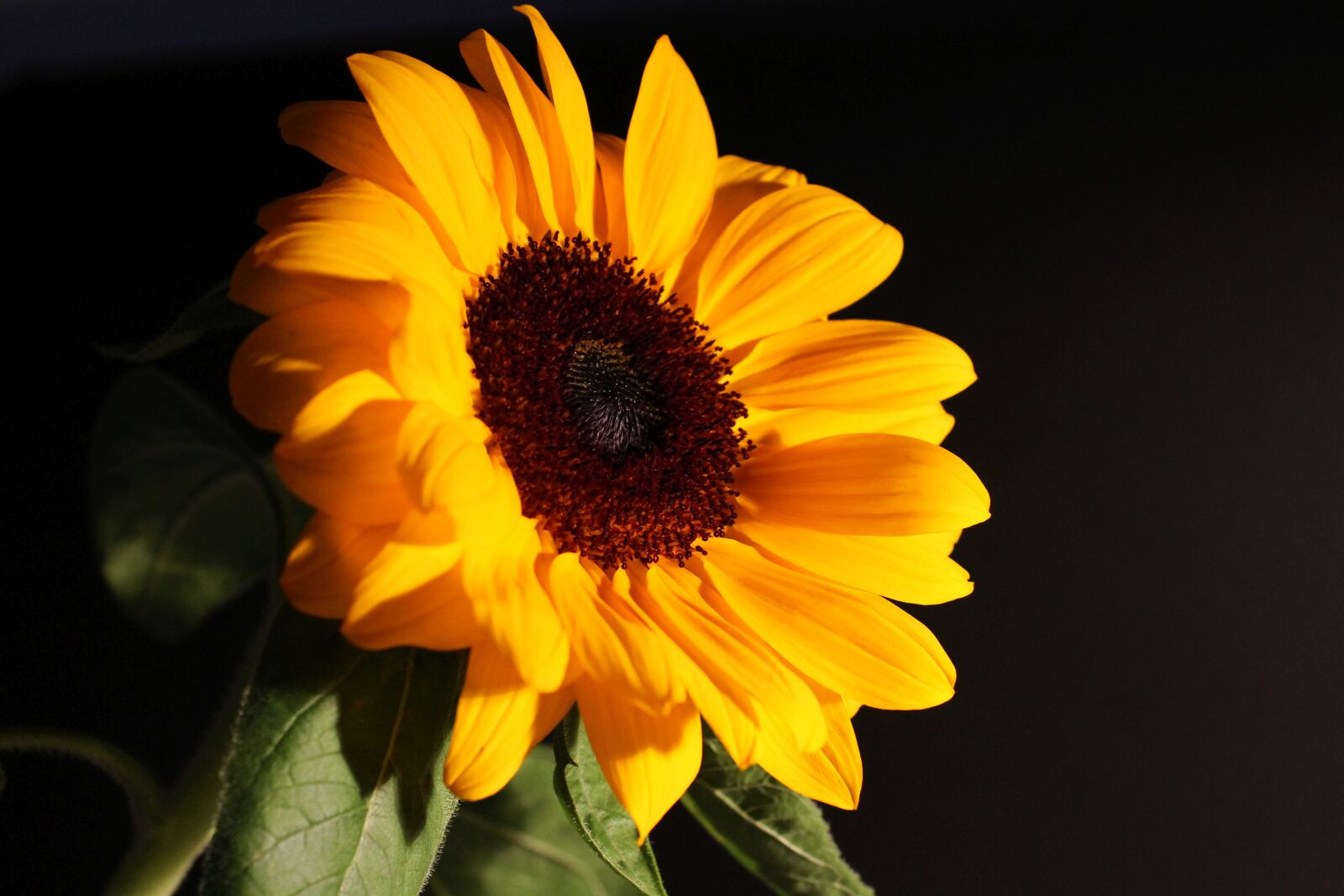 Canon EOS 1100D (EOS Rebel T3 / EOS Kiss X50) sample photo. Sunflower, autumn, blossom photography