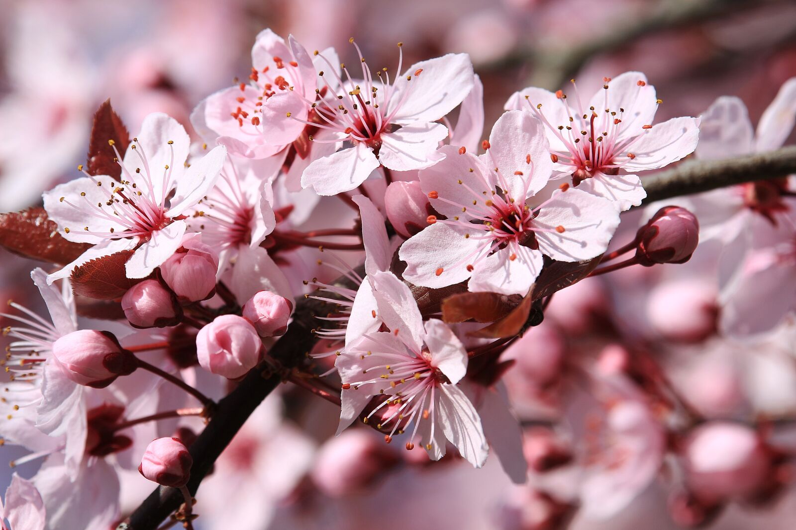Canon EF-S 55-250mm F4-5.6 IS STM sample photo. Blossom, bloom, nature photography
