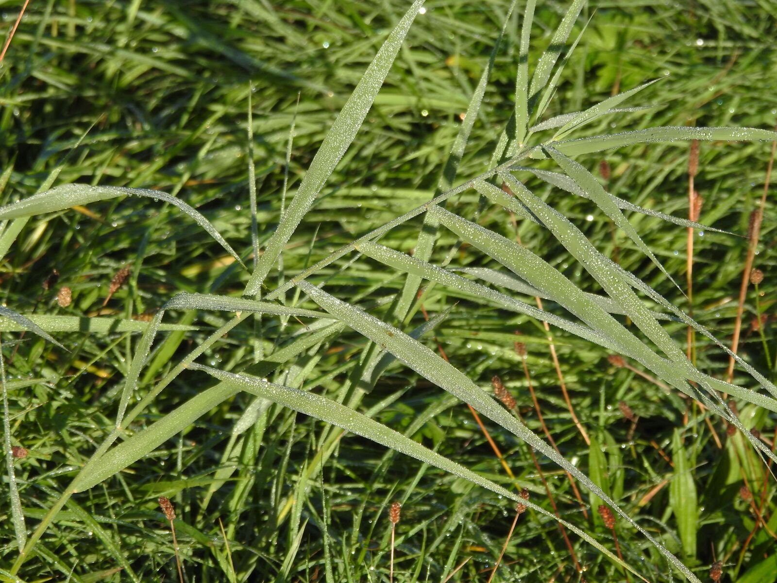 Nikon Coolpix P900 sample photo. Grass, grasses, meadow photography