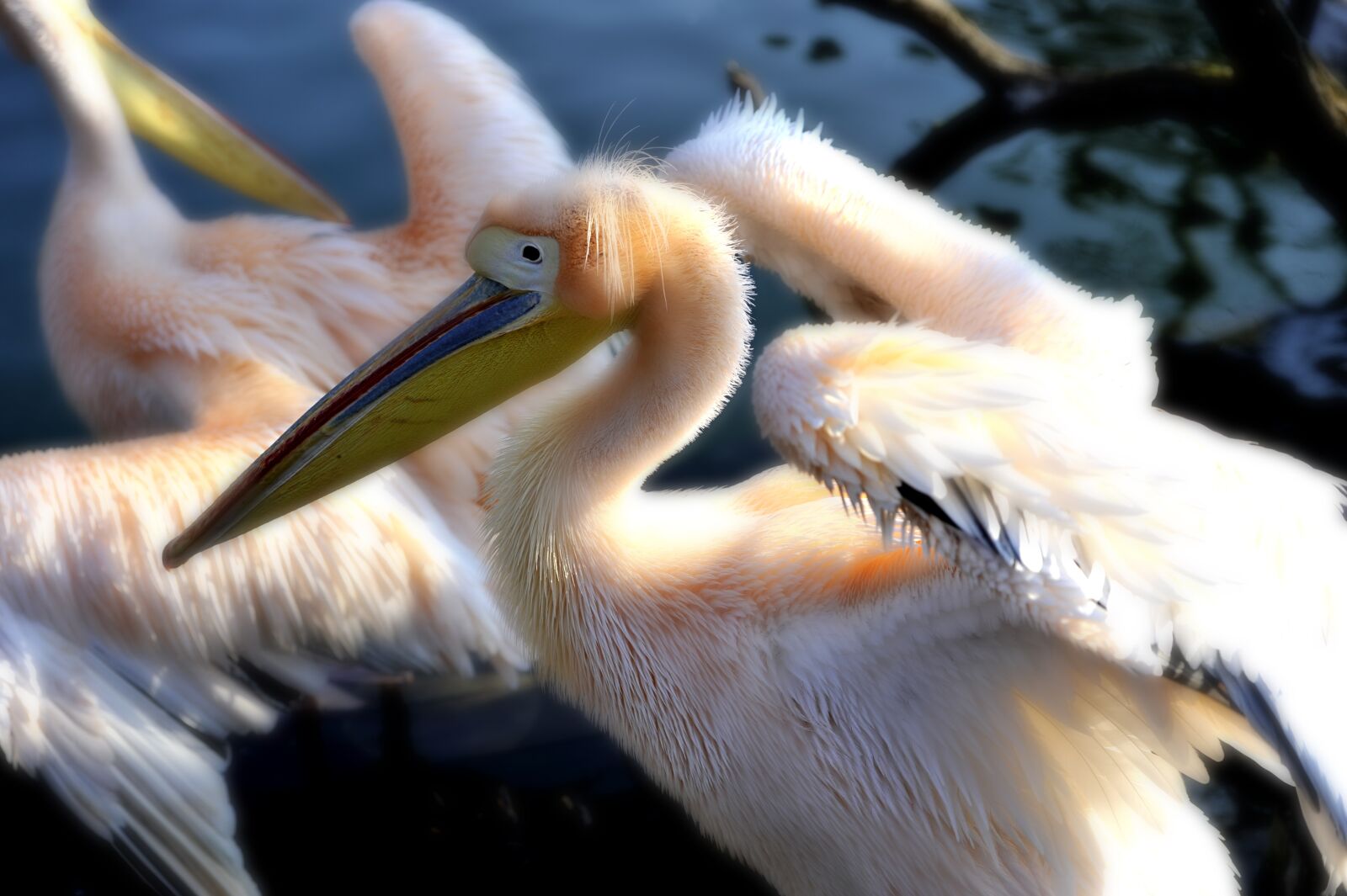 Nikon D700 sample photo. Pelikan, wilhelma, zoo photography