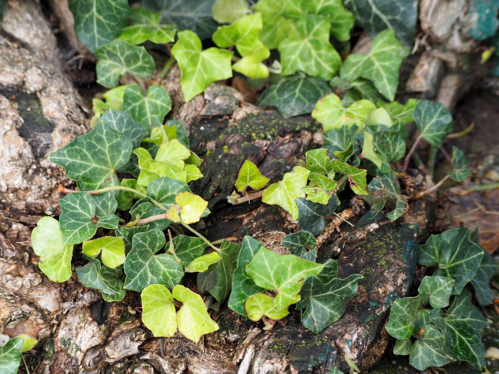 Olympus OM-D E-M10 sample photo. Ivy, green, climber plant photography