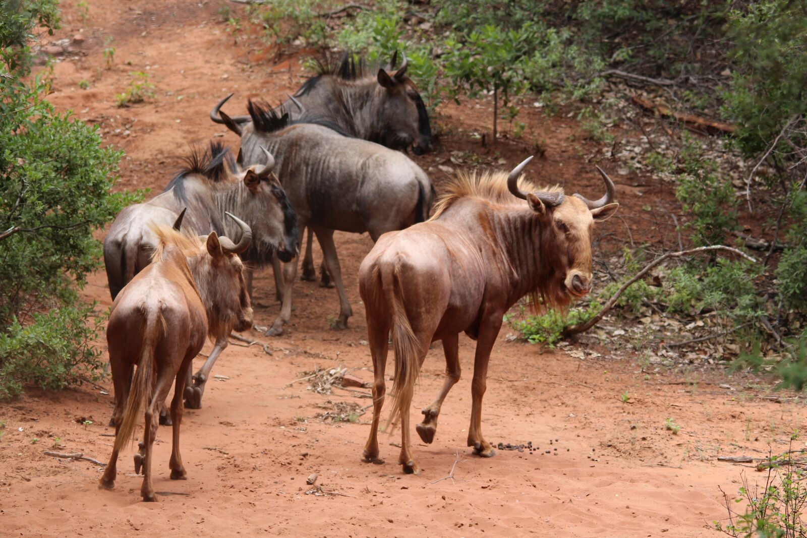 Canon EOS 650D (EOS Rebel T4i / EOS Kiss X6i) sample photo. Wildebeest, gold, herd photography