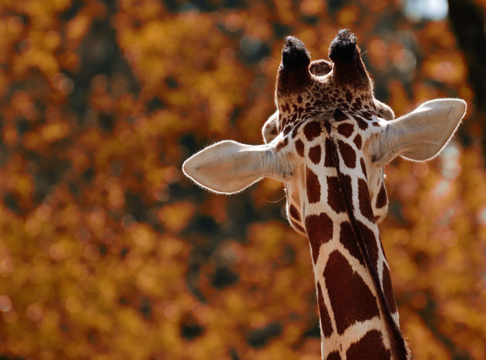 Nikon D3200 sample photo. Giraffe, animal photography, animal photography