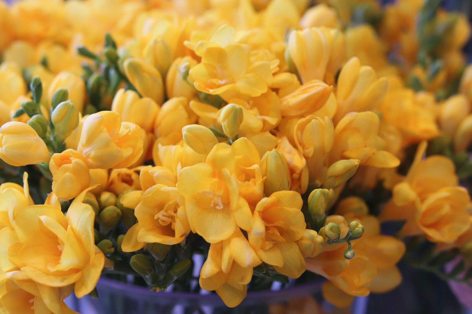 Canon EOS 200D (EOS Rebel SL2 / EOS Kiss X9) + Canon EF 50mm F1.8 STM sample photo. Freesia, flowers, colorful photography