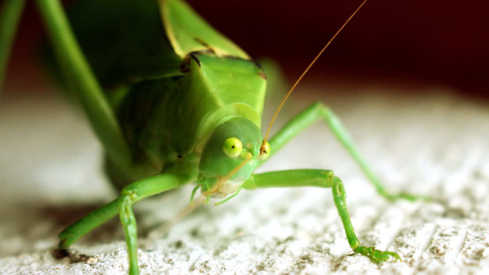 Canon EOS 700D (EOS Rebel T5i / EOS Kiss X7i) sample photo. Insect, green, small photography