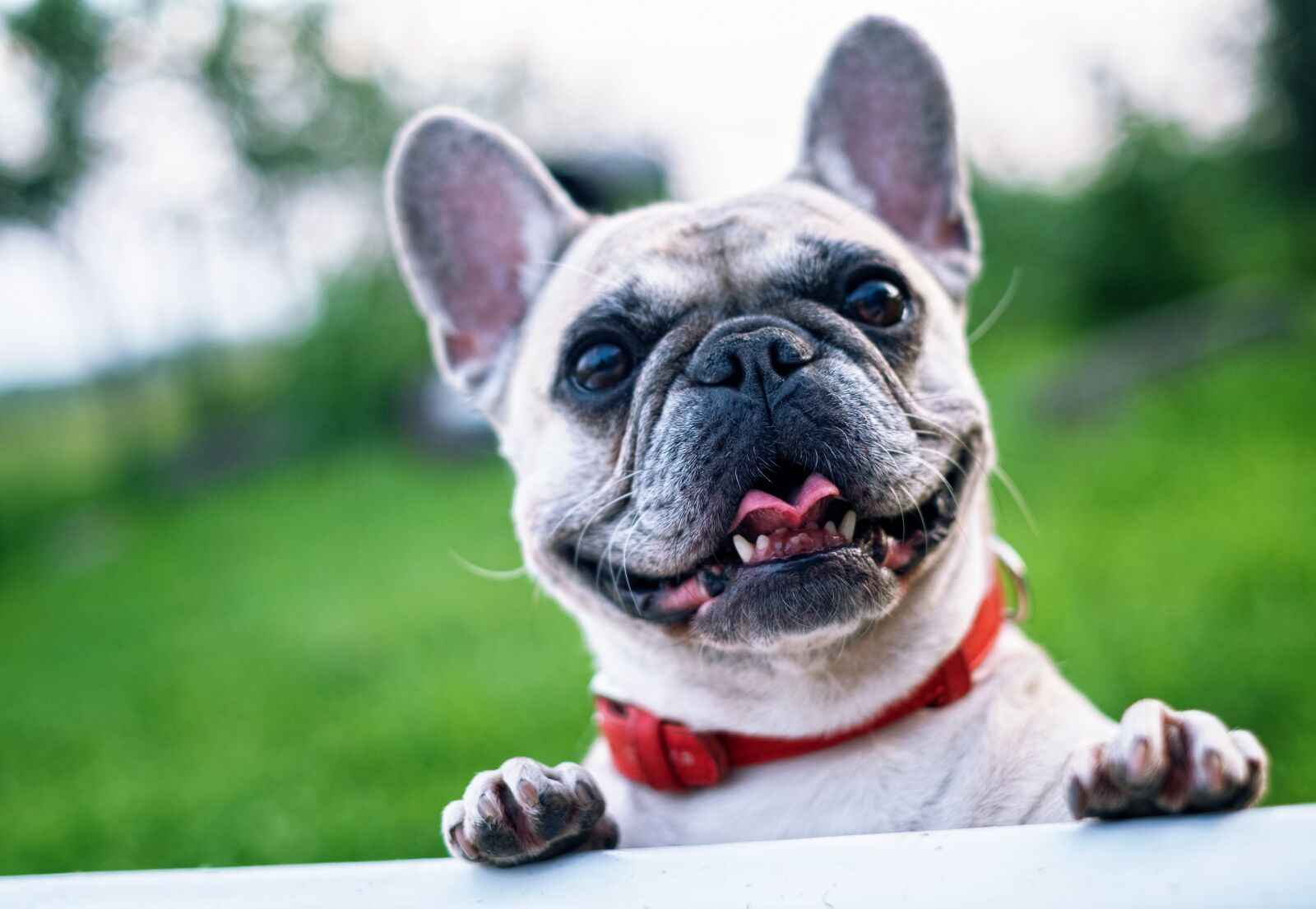 Fujifilm X-E1 + Fujifilm XF 35mm F1.4 R sample photo. French bulldog, summer, smile photography
