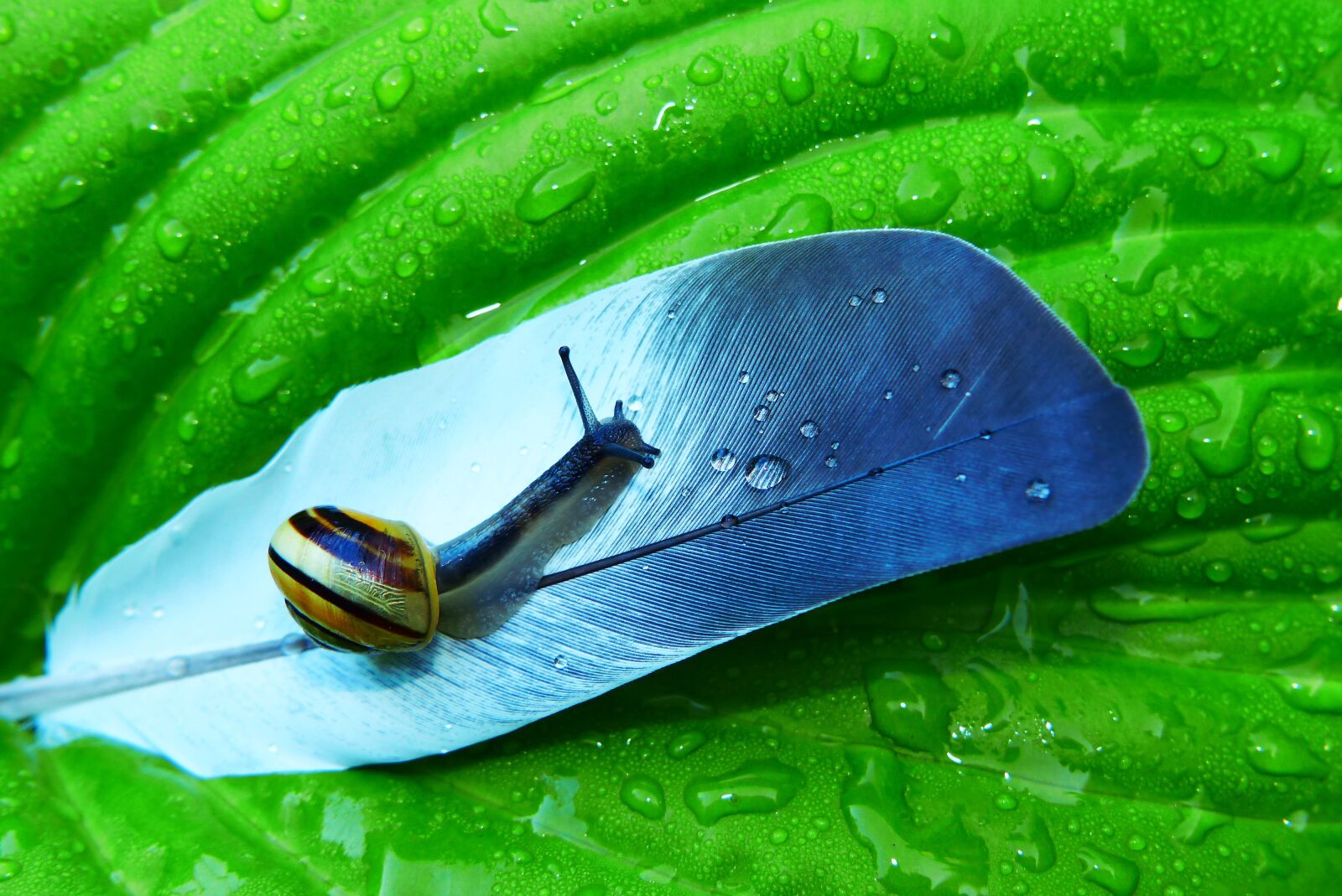 Panasonic Lumix DMC-FZ200 sample photo. The feather of a photography