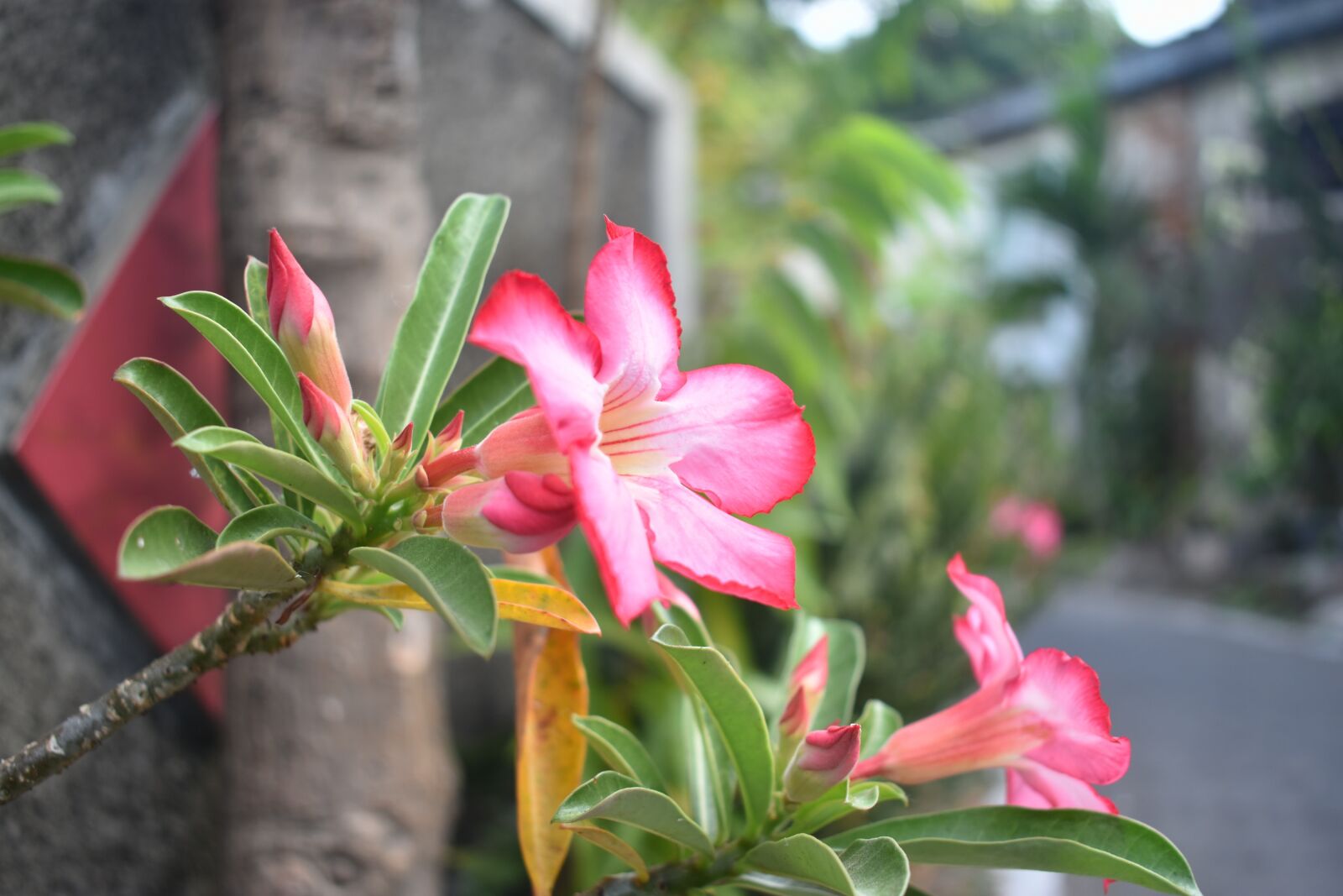 Nikon D3400 sample photo. Pink flower, flower, blossom photography