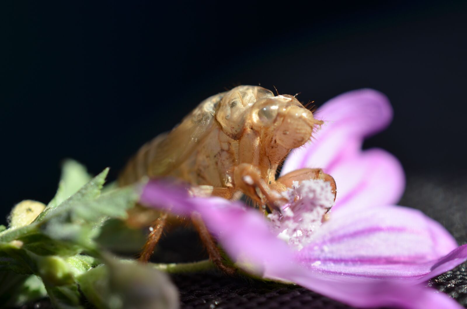 Nikon D5100 sample photo. Insect, flying, vacuum sleeve photography