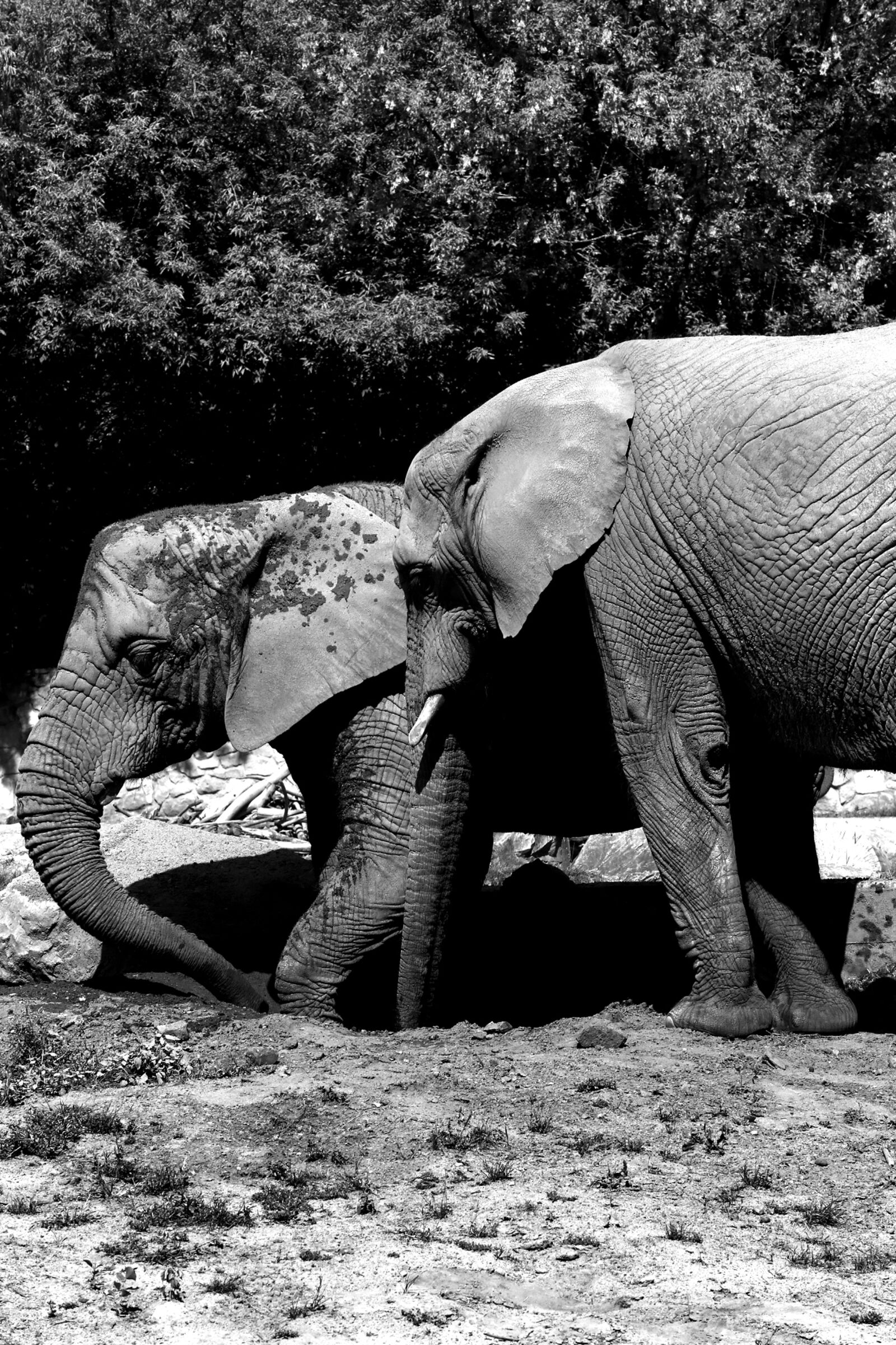Canon EOS 5D Mark III + Canon EF 70-200mm F2.8L USM sample photo. Elephant, africa, african elephant photography