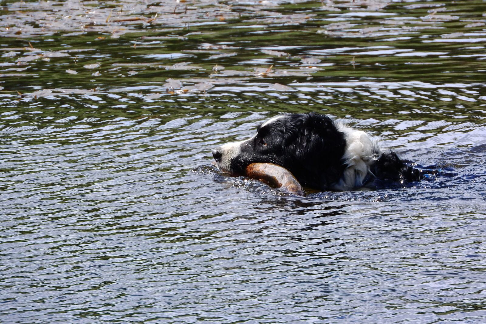 Nikon Coolpix P610 sample photo. Floating dog, border collie photography