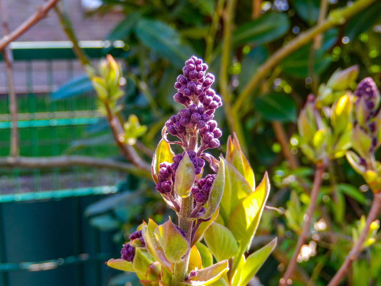 Nikon Coolpix S9500 sample photo. Buddleja davidii, butterfly bush photography