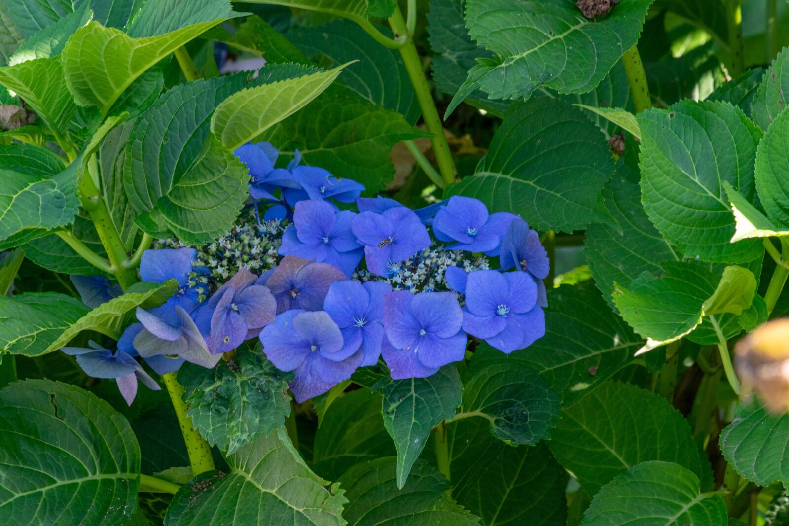 Nikon D3300 sample photo. Flower, garden, nature photography