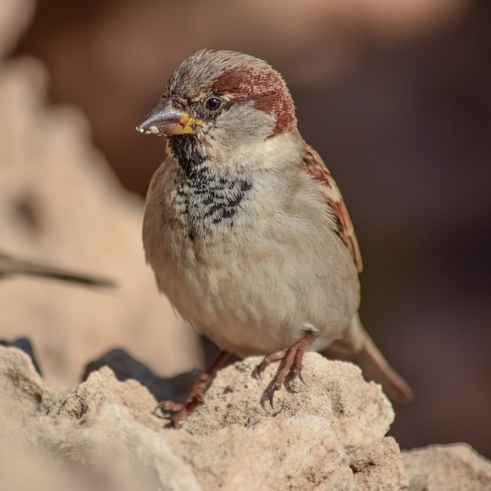Nikon D3300 sample photo. Sparrow, bird, nature photography