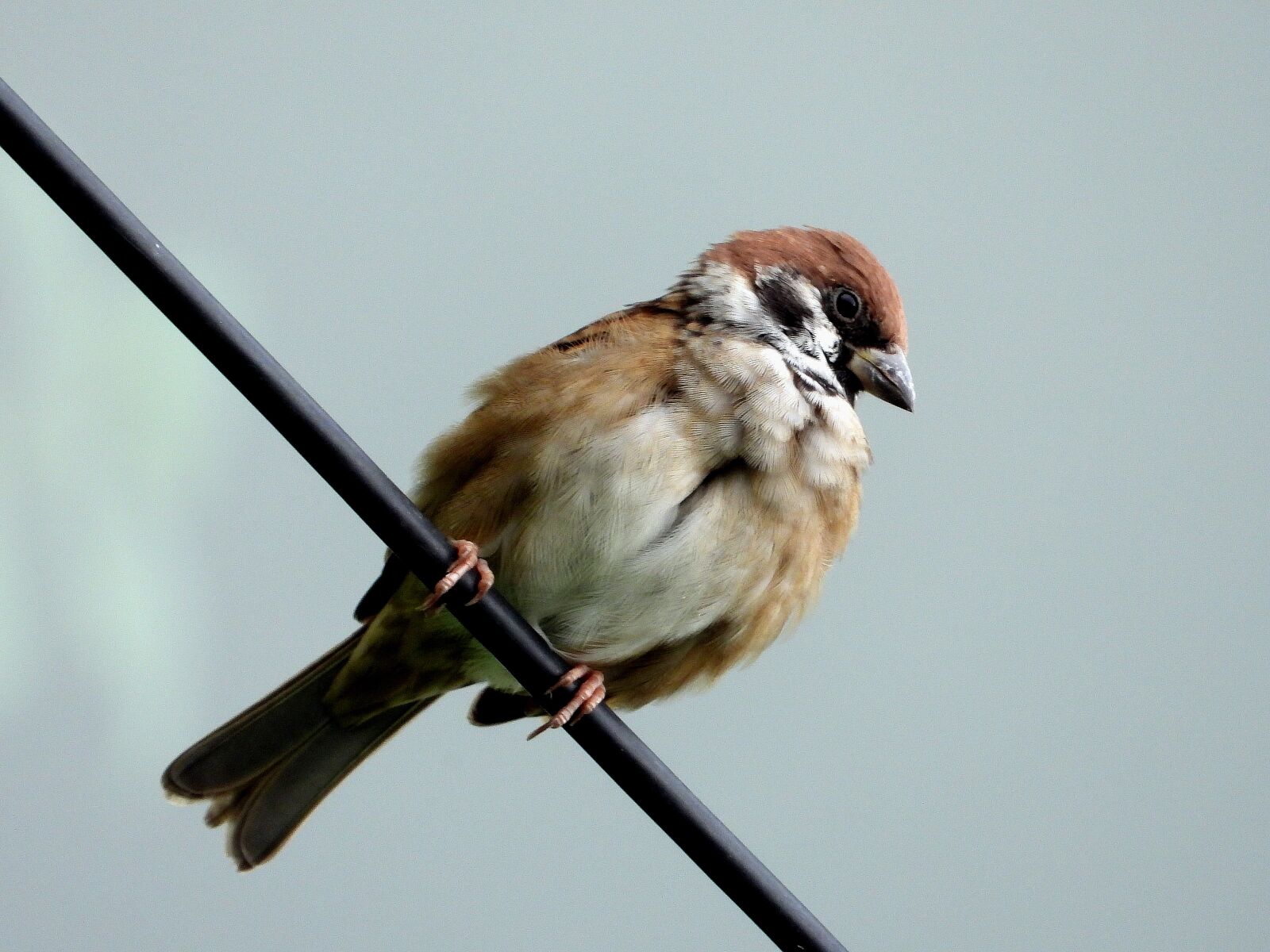 Nikon Coolpix P1000 sample photo. Sparrow, a bird, animal photography