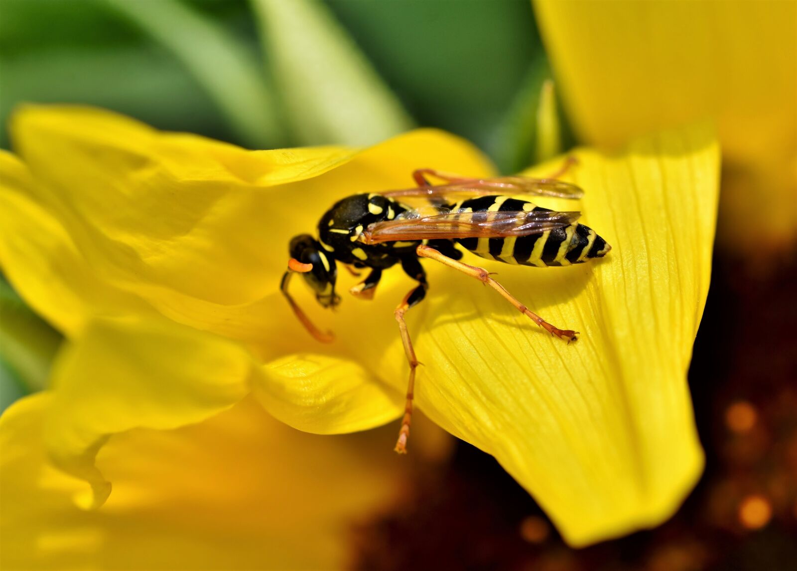 Nikon D7200 sample photo. Wasp, insect, sting photography