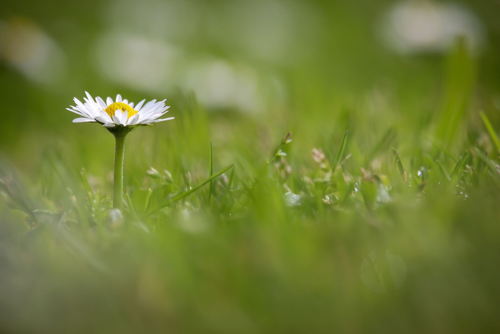 Canon EF-S 55-250mm F4-5.6 IS STM sample photo. Green, fresh, daisy photography