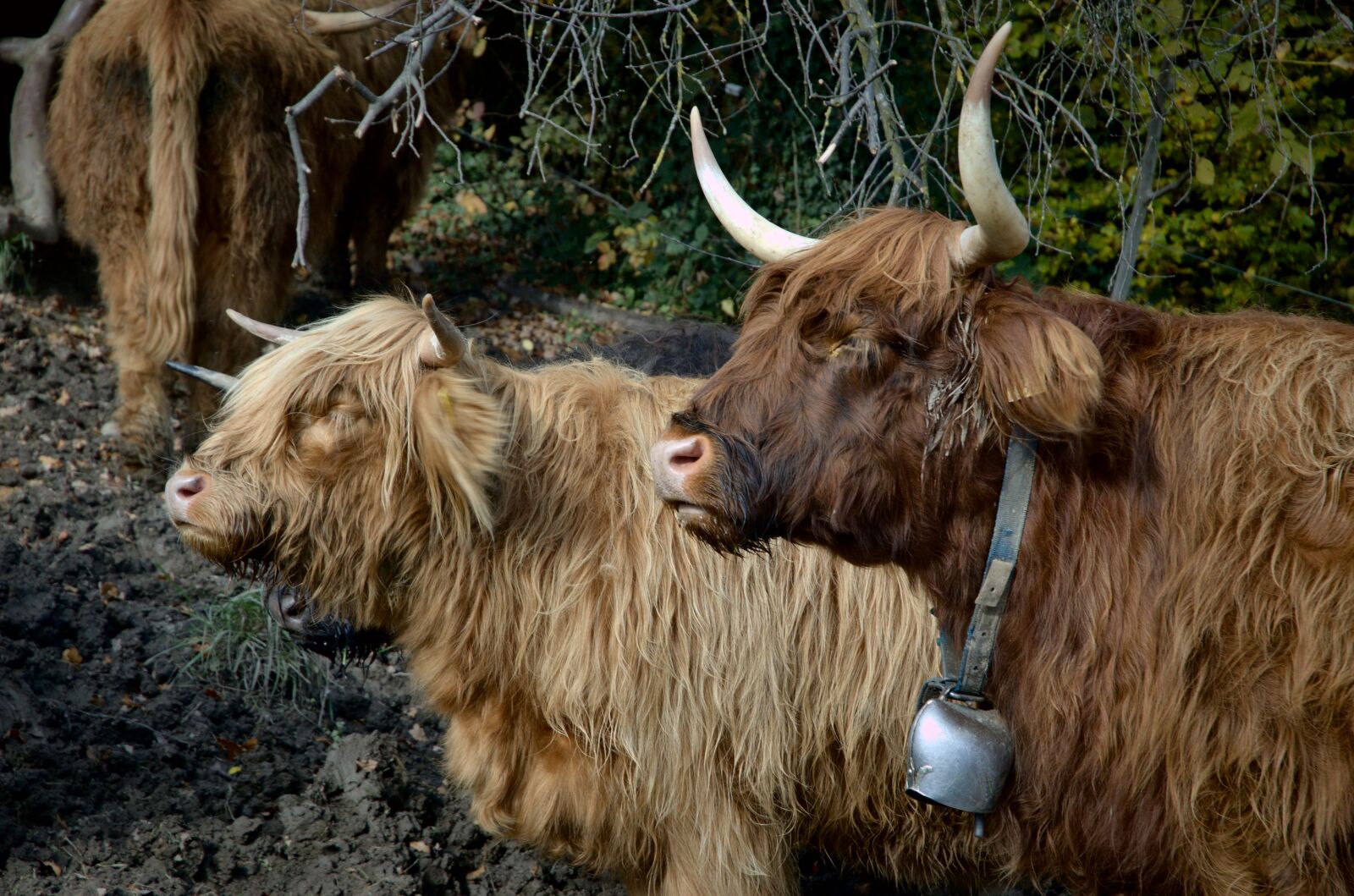 Nikon D70 sample photo. Highland beef, cow, beef photography