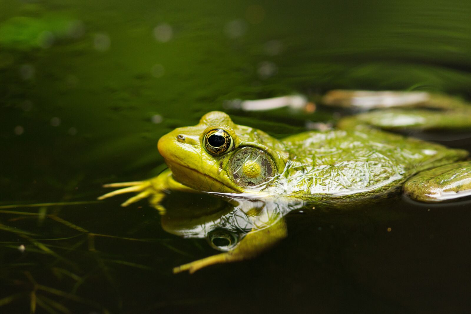 Canon EOS 700D (EOS Rebel T5i / EOS Kiss X7i) + Canon EF 300mm F4L IS USM sample photo. Frog, pond, lake photography