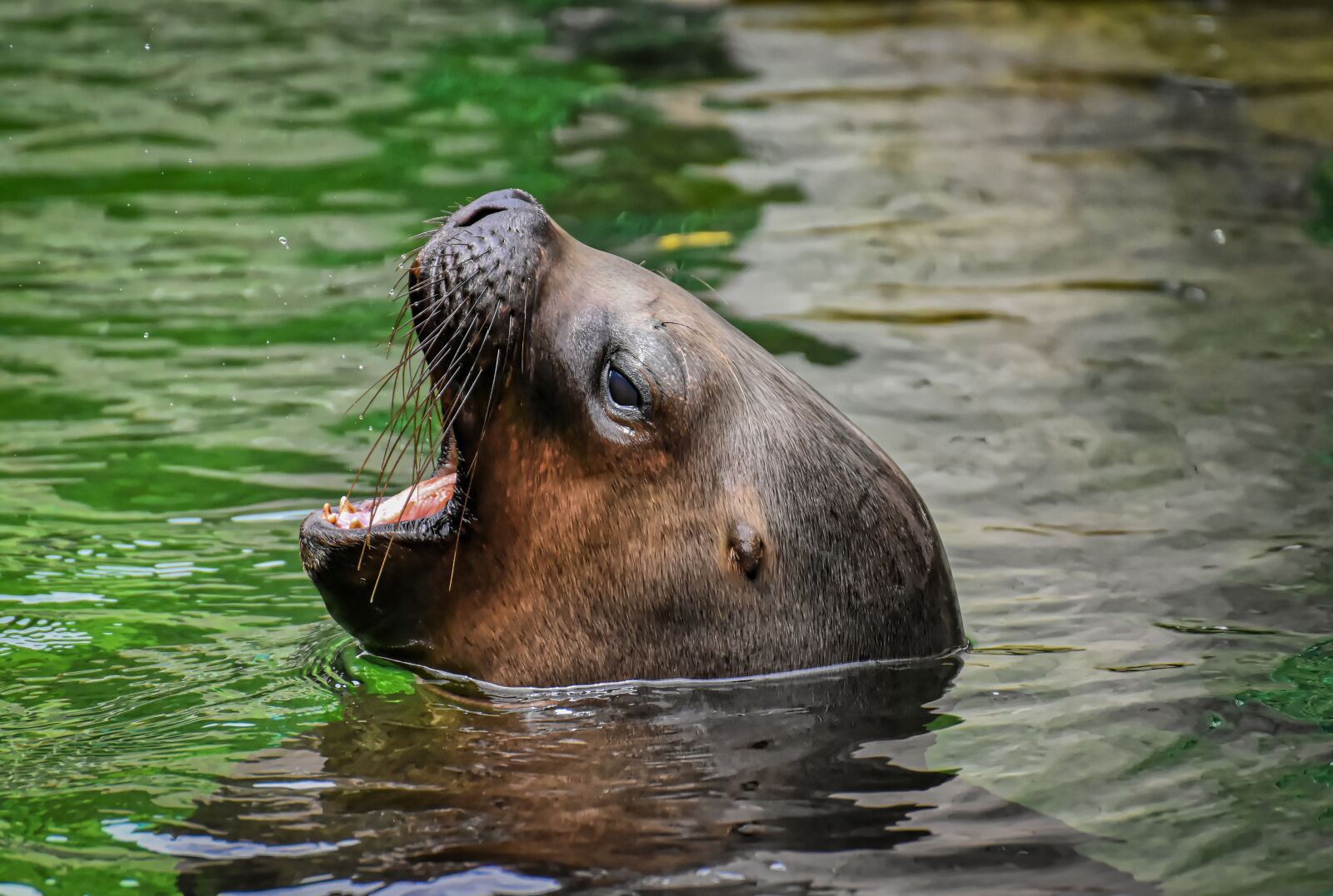 Nikon D7200 sample photo. Seal, sea lion, water photography